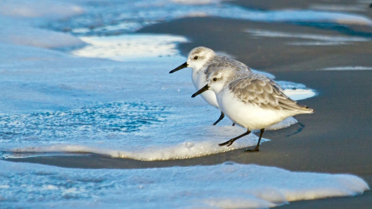 Sanderling pair dipping their toes in the water at Portstewart Strand, County Londonderry
